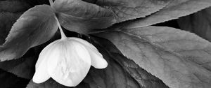 Preview wallpaper helleborus, flower, leaves, black and white