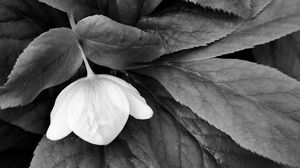 Preview wallpaper helleborus, flower, leaves, black and white