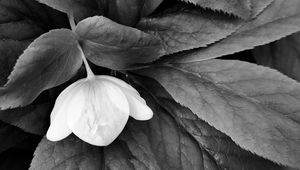 Preview wallpaper helleborus, flower, leaves, black and white