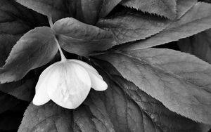 Preview wallpaper helleborus, flower, leaves, black and white