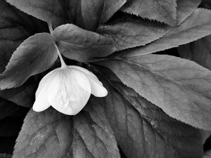 Preview wallpaper helleborus, flower, leaves, black and white