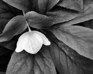 Preview wallpaper helleborus, flower, leaves, black and white