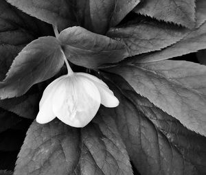 Preview wallpaper helleborus, flower, leaves, black and white