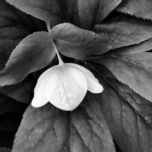 Preview wallpaper helleborus, flower, leaves, black and white