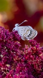 Preview wallpaper hemiargus ceraunus, butterfly, insect, flowers, macro, blur