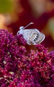 Preview wallpaper hemiargus ceraunus, butterfly, insect, flowers, macro, blur