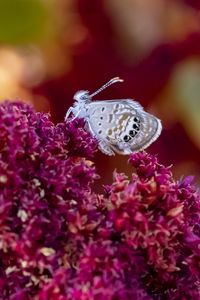 Preview wallpaper hemiargus ceraunus, butterfly, insect, flowers, macro, blur