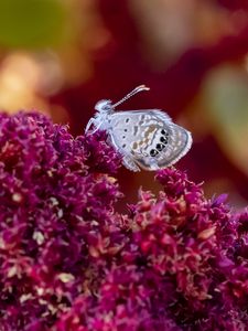 Preview wallpaper hemiargus ceraunus, butterfly, insect, flowers, macro, blur