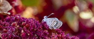 Preview wallpaper hemiargus ceraunus, butterfly, insect, flowers, macro, blur