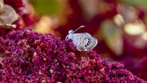 Preview wallpaper hemiargus ceraunus, butterfly, insect, flowers, macro, blur