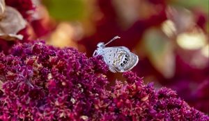 Preview wallpaper hemiargus ceraunus, butterfly, insect, flowers, macro, blur