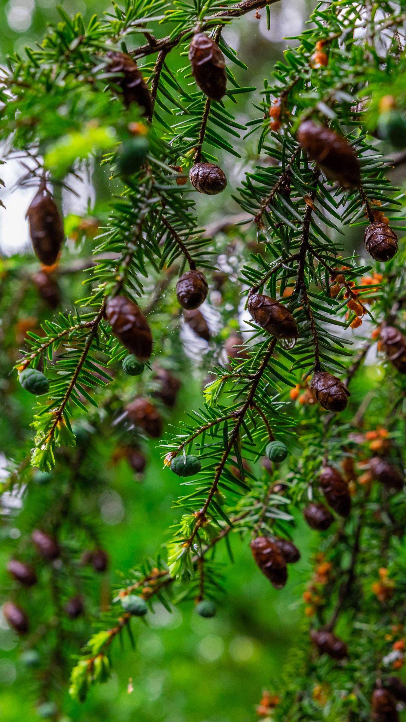 Download wallpaper 1350x2400 hemlock, needles, branches, cones iphone 8