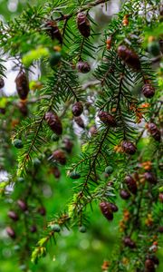 Preview wallpaper hemlock, needles, branches, cones