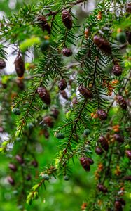 Preview wallpaper hemlock, needles, branches, cones