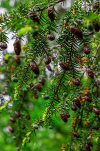 Preview wallpaper hemlock, needles, branches, cones