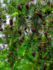 Preview wallpaper hemlock, needles, branches, cones