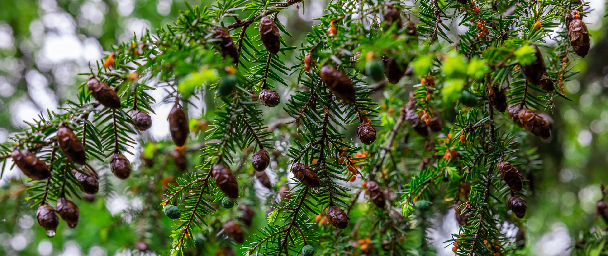 Download wallpaper 2560x1080 hemlock, needles, branches, cones dual