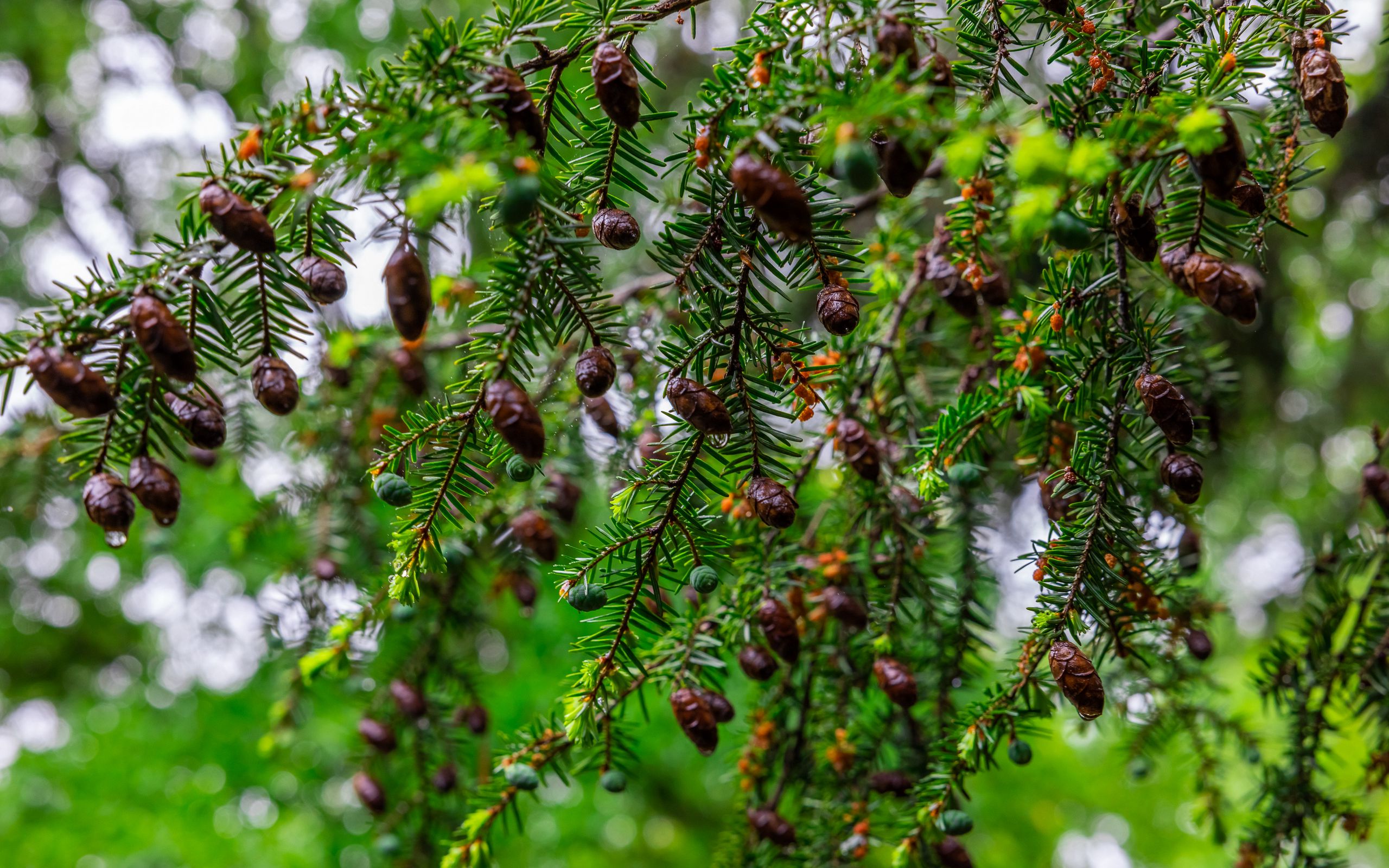 Download wallpaper 2560x1600 hemlock, needles, branches, cones