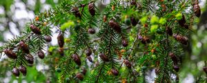 Preview wallpaper hemlock, needles, branches, cones