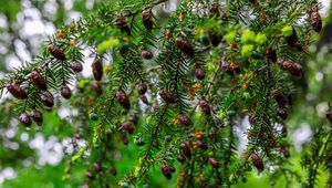 Preview wallpaper hemlock, needles, branches, cones