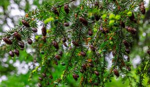 Preview wallpaper hemlock, needles, branches, cones