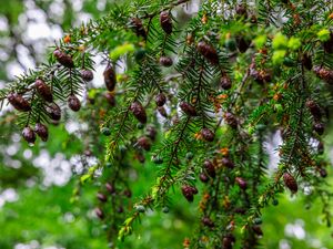 Preview wallpaper hemlock, needles, branches, cones