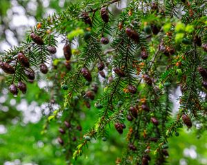 Preview wallpaper hemlock, needles, branches, cones