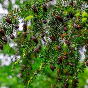 Preview wallpaper hemlock, needles, branches, cones