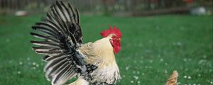 Preview wallpaper hen, rooster, grass