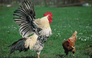 Preview wallpaper hen, rooster, grass