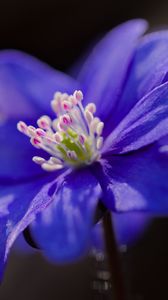 Preview wallpaper hepatica, flower, petals, blue