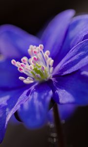 Preview wallpaper hepatica, flower, petals, blue