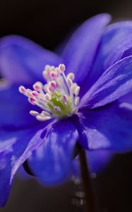 Preview wallpaper hepatica, flower, petals, blue