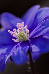 Preview wallpaper hepatica, flower, petals, blue
