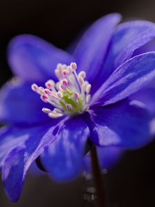 Preview wallpaper hepatica, flower, petals, blue