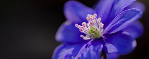 Preview wallpaper hepatica, flower, petals, blue