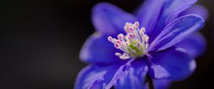 Preview wallpaper hepatica, flower, petals, blue