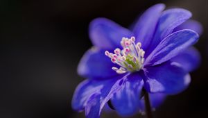 Preview wallpaper hepatica, flower, petals, blue