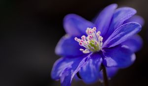 Preview wallpaper hepatica, flower, petals, blue