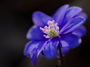 Preview wallpaper hepatica, flower, petals, blue