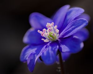 Preview wallpaper hepatica, flower, petals, blue