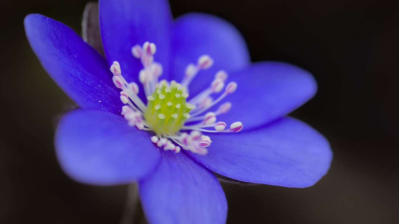 Wallpaper hepatica, flower, petals, blue, macro