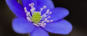 Preview wallpaper hepatica, flower, petals, blue, macro