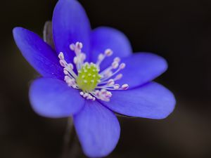 Preview wallpaper hepatica, flower, petals, blue, macro