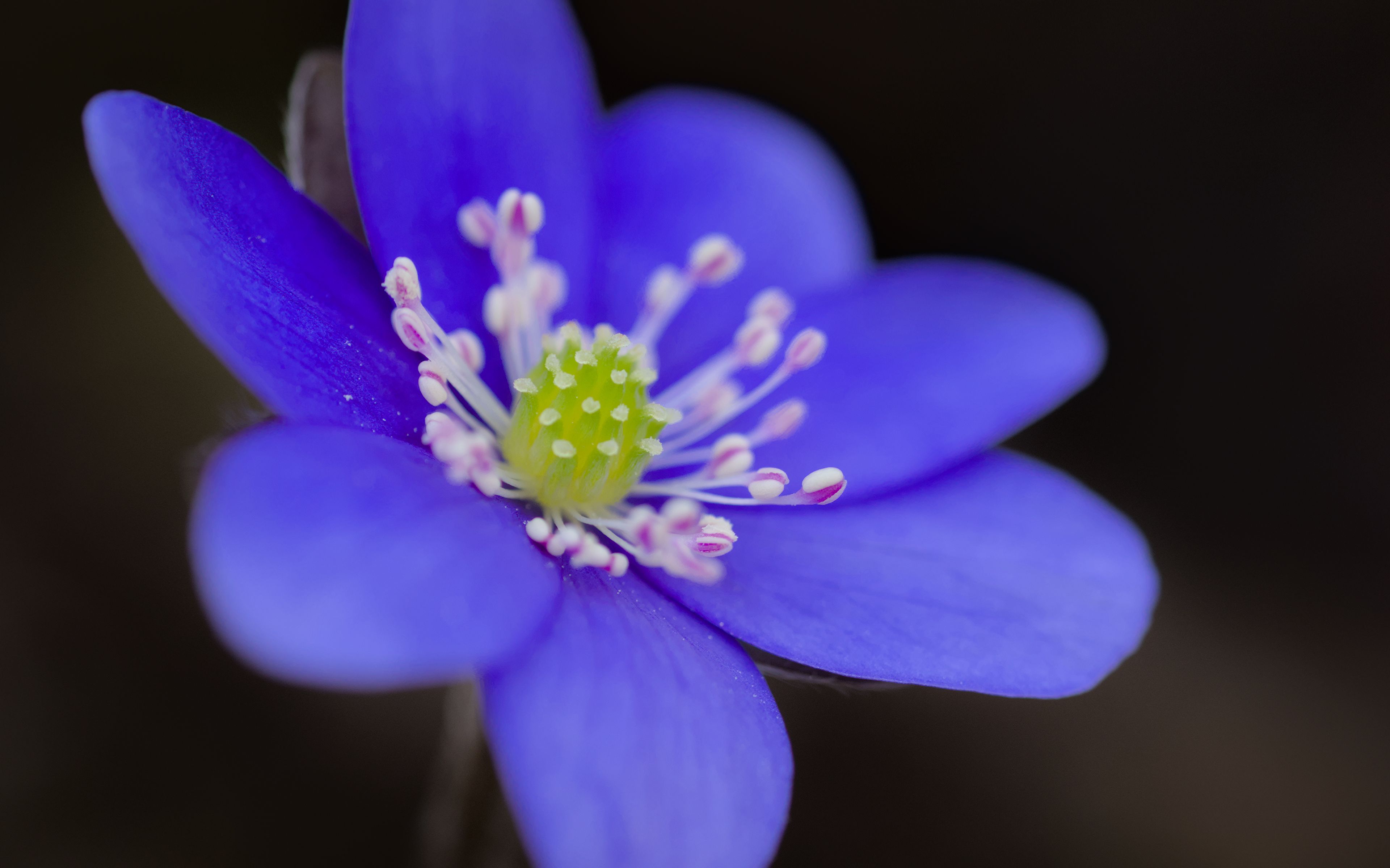 Download wallpaper 3840x2400 hepatica, flower, petals, blue, macro 4k ...