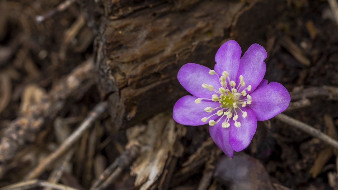 Wallpaper hepatica, flower, petals, bark, wood chips, nature