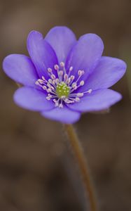 Preview wallpaper hepatica, flower, petals, purple, macro