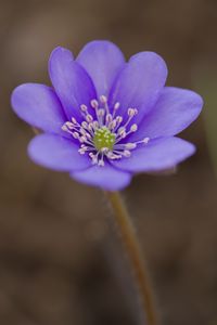 Preview wallpaper hepatica, flower, petals, purple, macro