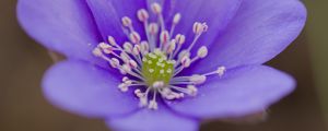 Preview wallpaper hepatica, flower, petals, purple, macro