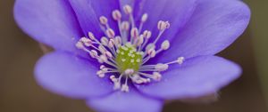 Preview wallpaper hepatica, flower, petals, purple, macro